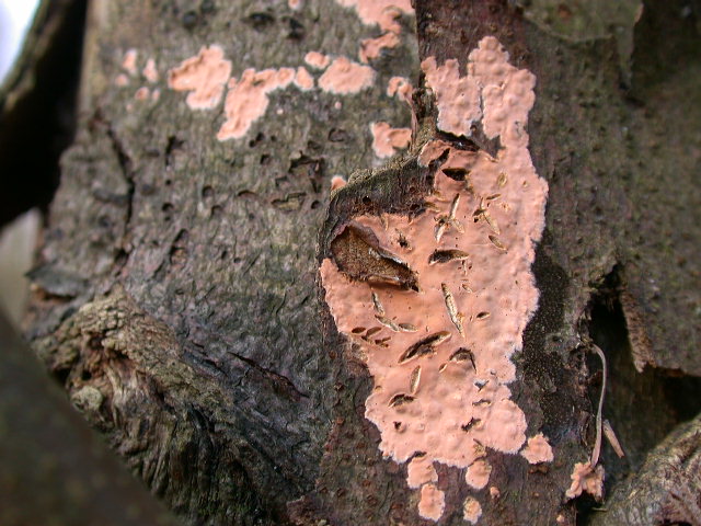 Crosticina arancio (Peniophora incarnata)